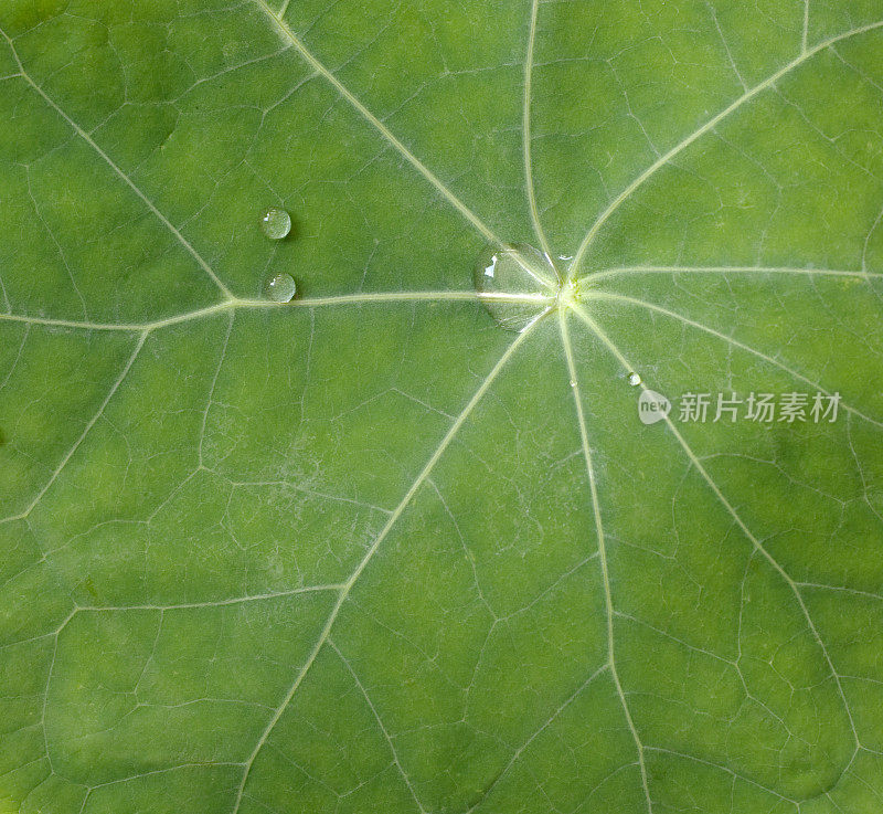 旱金莲(Tropaeolum majus)叶细节